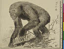 「「ゴリラ」ノ図」