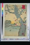 「三十六花撰」 「東都　隅田川　八重桜」