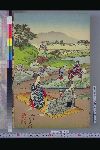 「江戸風俗十二ケ月の内」 「五月」「田植之図」
