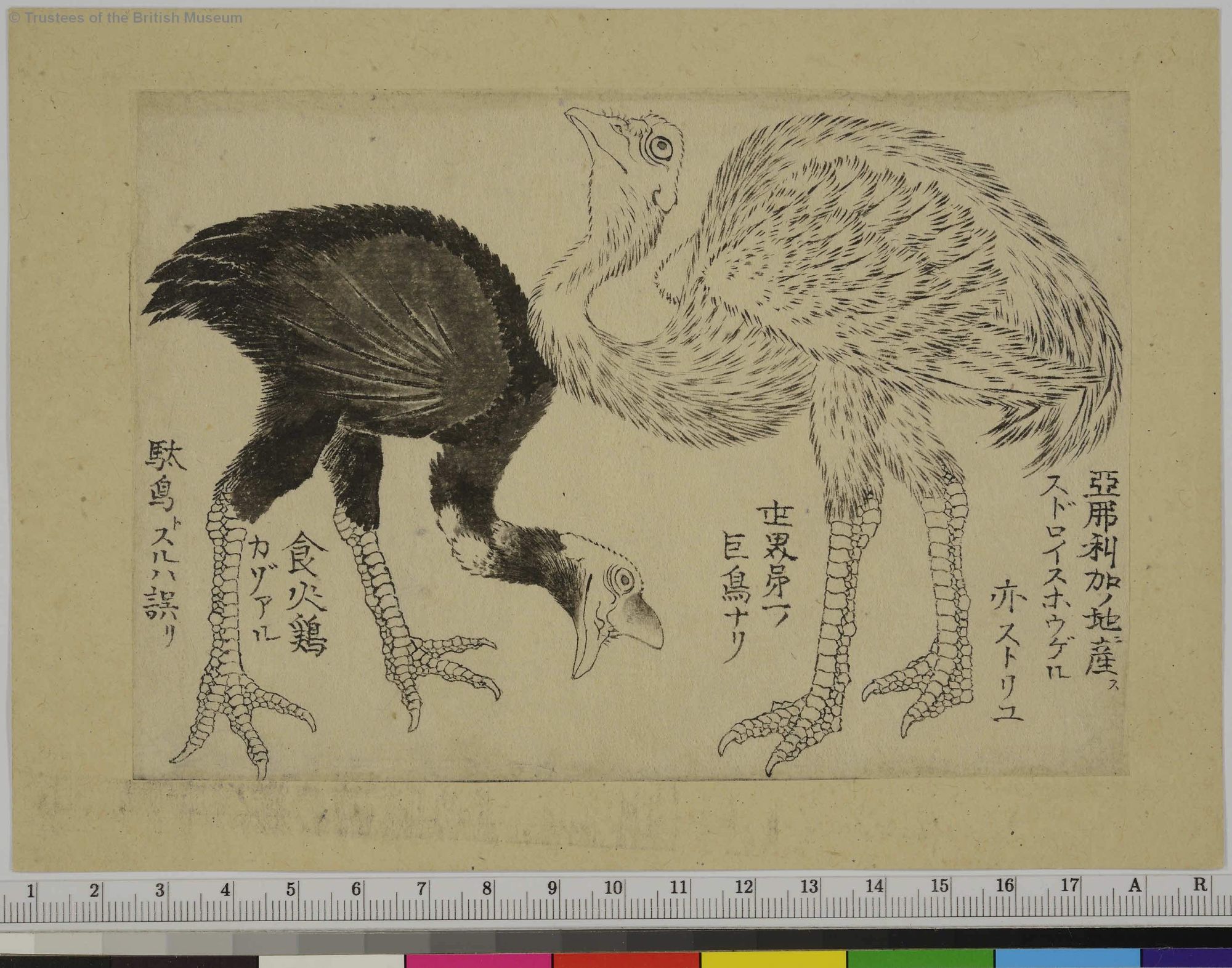 北斎／ジャン・カルロカルツァ(編者) - 芸術、美術史