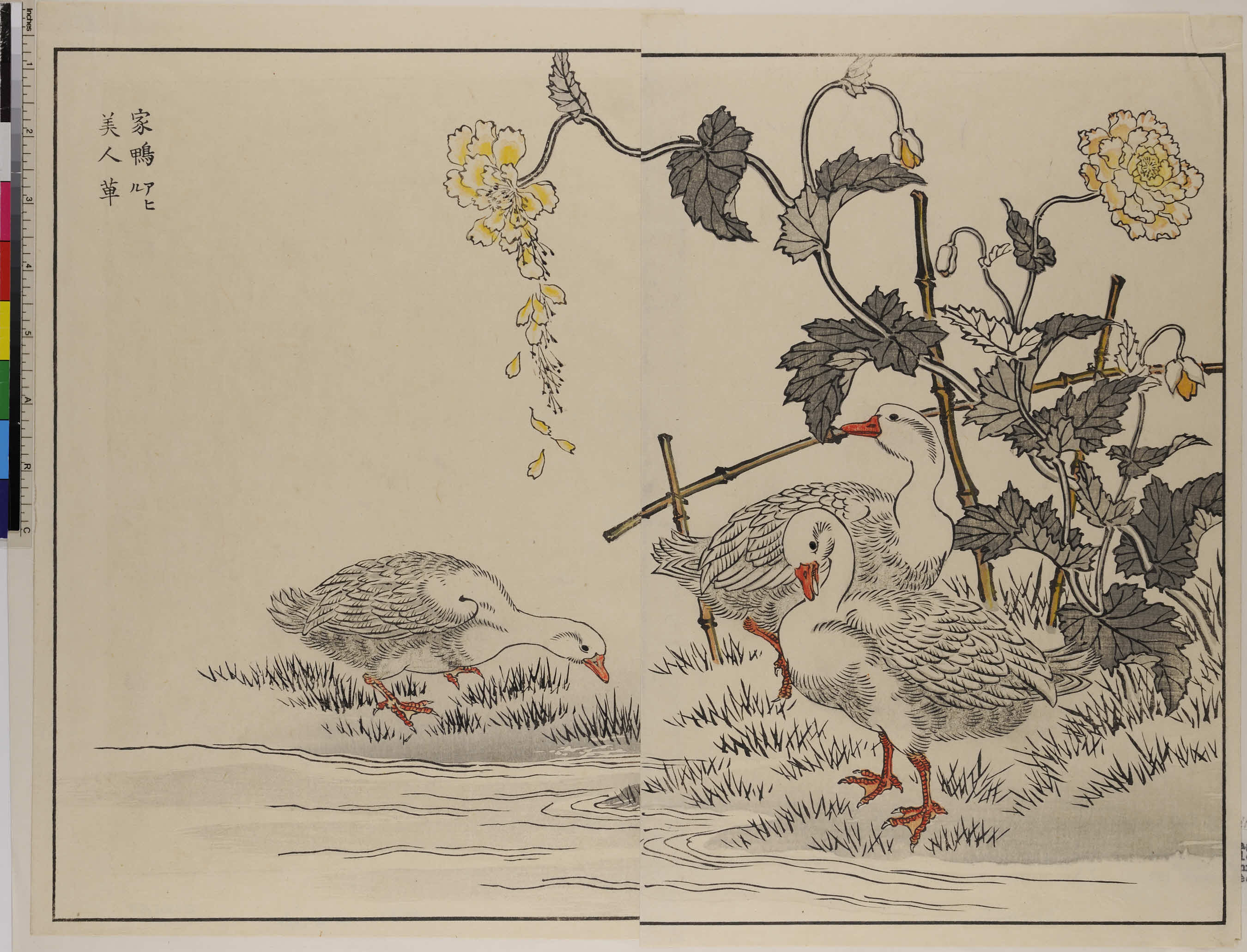 「家鴨美人草」 前川文嶺 （明治）