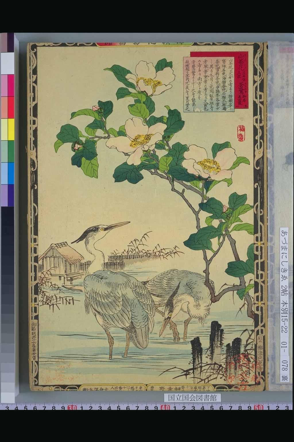  「山茶花」「蒼鷺」幸野楳嶺（明治）