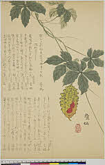sjL1-0087・森雄仙