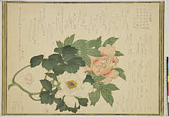 sjL2-0072文政１２・05・長山孔寅（三升枠に紅白牡丹図）; 牡丹図摺物 
