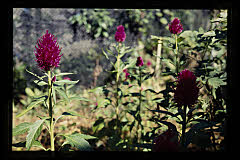 tanSF.A04-09_36()