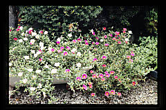tanSF.A04-23_36()