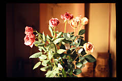 tanSF.A05-12_04()