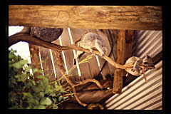 tanSF.A05-12_38()