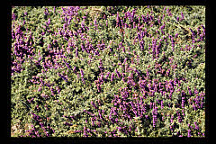 tanSF.A05-13_33()