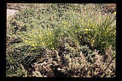 tanSF.A05-13_34()