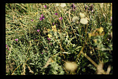tanSF.A06-14_14()