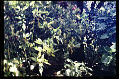tanSF.A06-19_01()