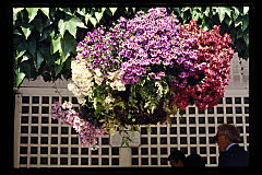 tanSF.A06-19_11()
