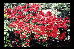tanSF.A06-23_36()