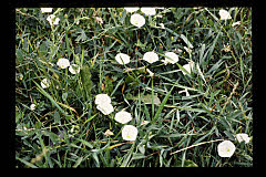 tanSF.A09-04_04()