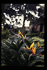 tanSF.A10-05_04()