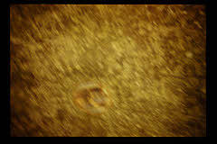 tanSF.A10-06_30()
