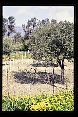 tanSF.A10-07_31()
