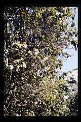 tanSF.A10-09_06()