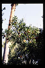 tanSF.A10-09_12()