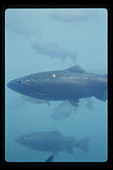 tanSF.A12-05_32()