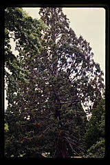 tanSF.A12-05_36()