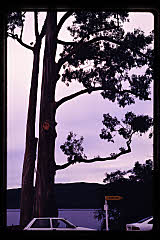 tanSF.A12-08_09()