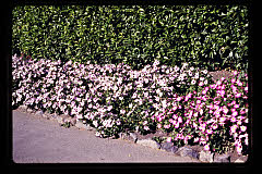 tanSF.A12-09_11()