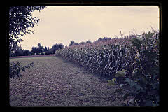 tanSF.B03-22_17()