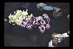 tanSF.B04-08_24()