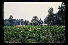 tanSF.B04-09_31()