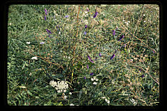 tanSF.B05-10_14()