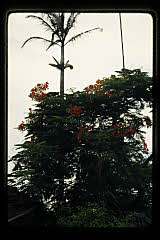 tanSF.B07-04_34()