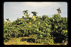 tanSF.B07-09_21()
