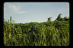 tanSF.B07-09_22()
