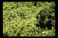 tanSF.B07-09_27()