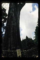 tanSF.B07-09_33()