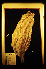 tanSF.B07-09_36()