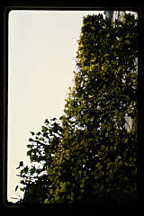 tanSF.B11-05_01()