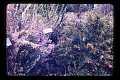 tanSF.C03-03_04()