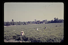 tanSF.C04-09_31()