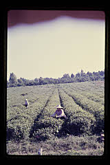 tanSF.C04-09_32()