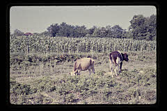 tanSF.C04-09_33()
