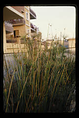 tanSF.C06-08_03()