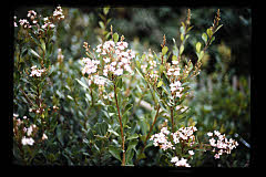 tanSF.C08-15_23()