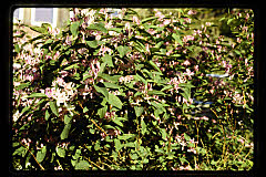 tanSF.C10-17_21()