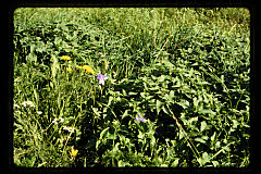 tanSF.C10-18_31()