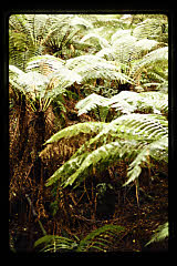 tanSF.C11-05_38()