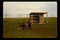 tanSF.C11-13_17()