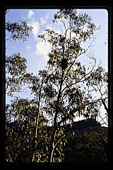 tanSF.C11-13_28()